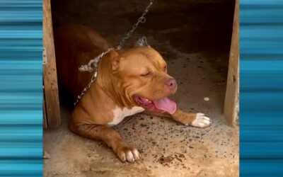 Homem é preso em flagrante por maus-tratos a animais em Itapetininga
