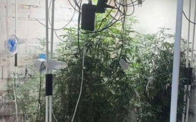 Polícia encontra estufa de maconha em Sorocaba
