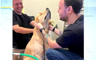 Ozonioterapia para pets ganha espaço no cuidado animal