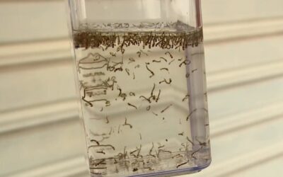 Porto Feliz confirma primeiro caso de chikungunya em 2025