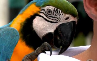 Araçoiaba Pet: evento dedicado aos animais de estimação acontece neste domingo