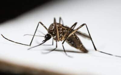 Sorocaba confirma sexta morte por dengue em 2025