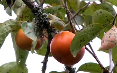 Colheita do caqui vira tradição e atrai visitantes em Piedade
