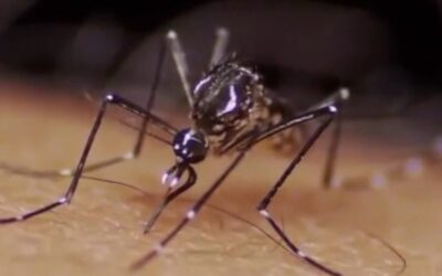 Governo do Estado confirma 5ª morte por dengue em Sorocaba