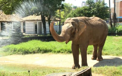 Futuro do elefante Sandro volta a ser debatido na Justiça