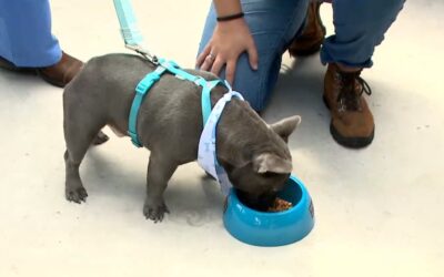 Restaurantes oferecem opções de refeição também para pets