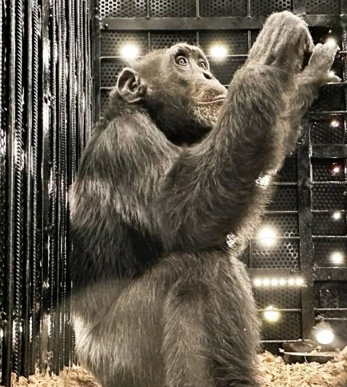 Chimpanzé vindo da Colômbia chega ao Santuário em Sorocaba