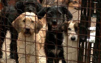 Abril Laranja alerta para a prevenção contra maus-tratos a animais em Sorocaba
