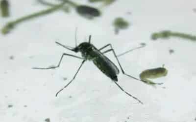 Aumento dos casos de dengue causa preocupação em Sorocaba