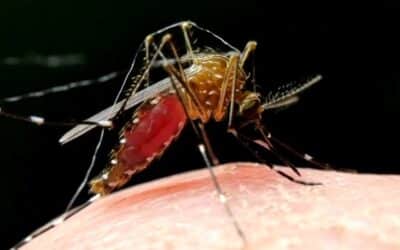 População busca proteção contra o mosquito da dengue após aumento de casos na região