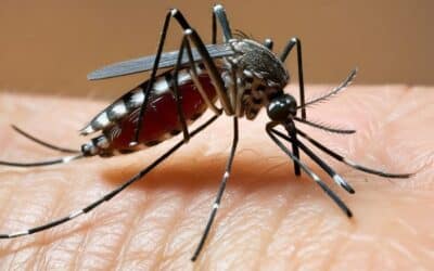 Sorocaba registra mais de cem casos de dengue por dia na última semana