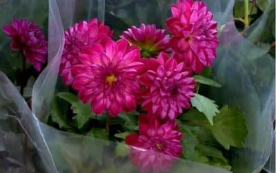 Ceagesp de Sorocaba espera aumento de 6% nas vendas de flores para o Dia das Mães