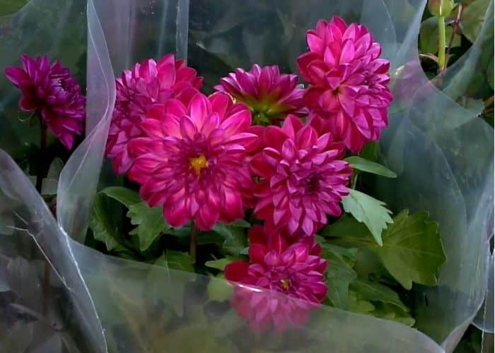 Ceagesp de Sorocaba espera aumento de 6% nas vendas de flores para o Dia das Mães
