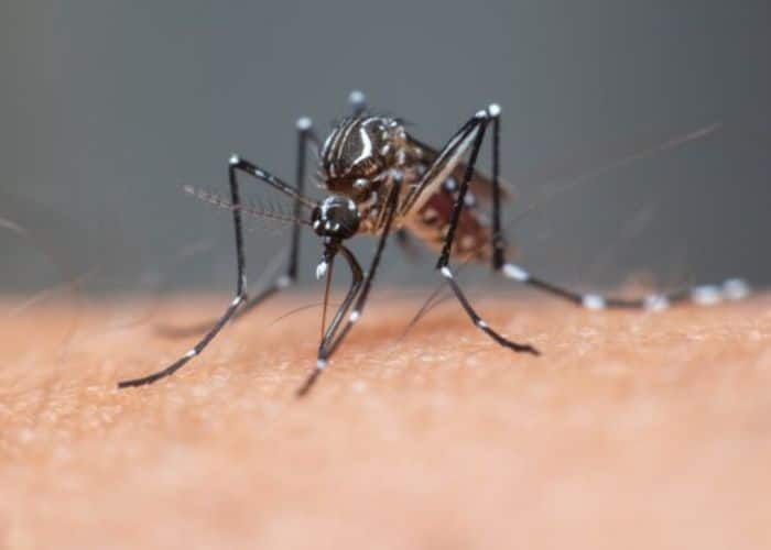 Duas mortes por dengue são confirmadas em Sorocaba nesta segunda-feira (12)