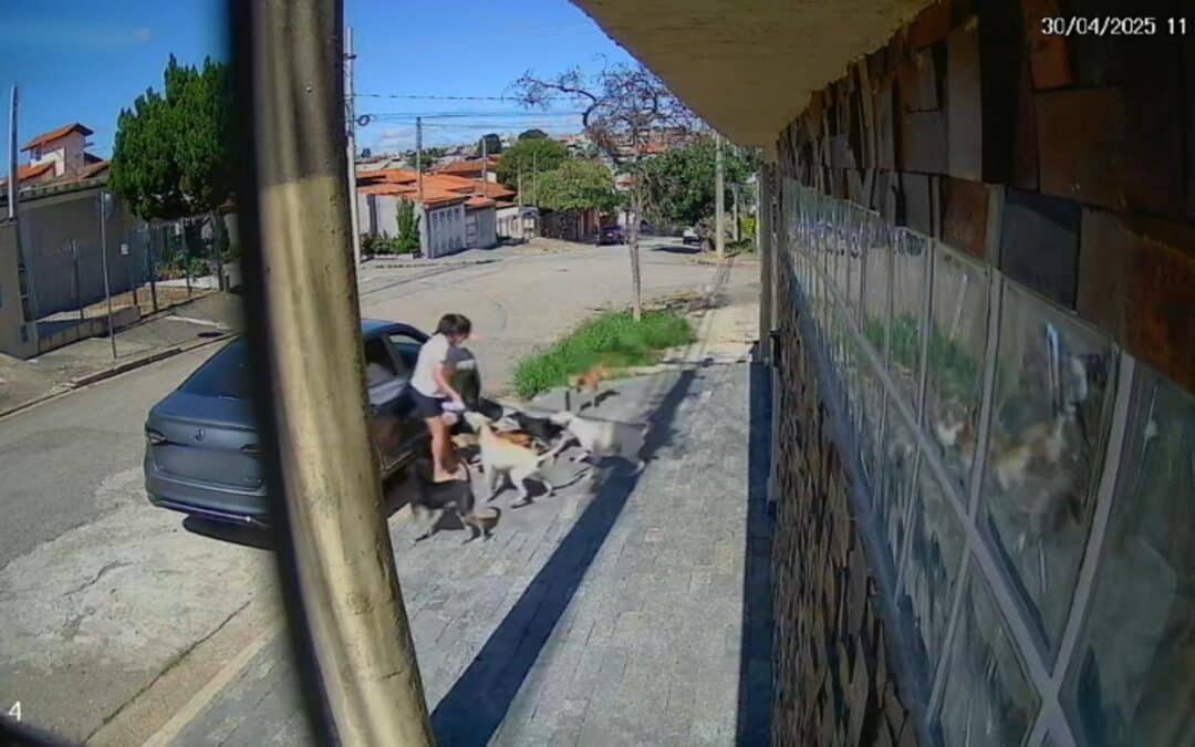 Moradores de Sorocaba relatam ataques de cães nas ruas