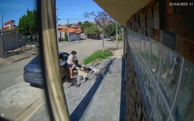 Moradores de Sorocaba relatam ataques de cães nas ruas