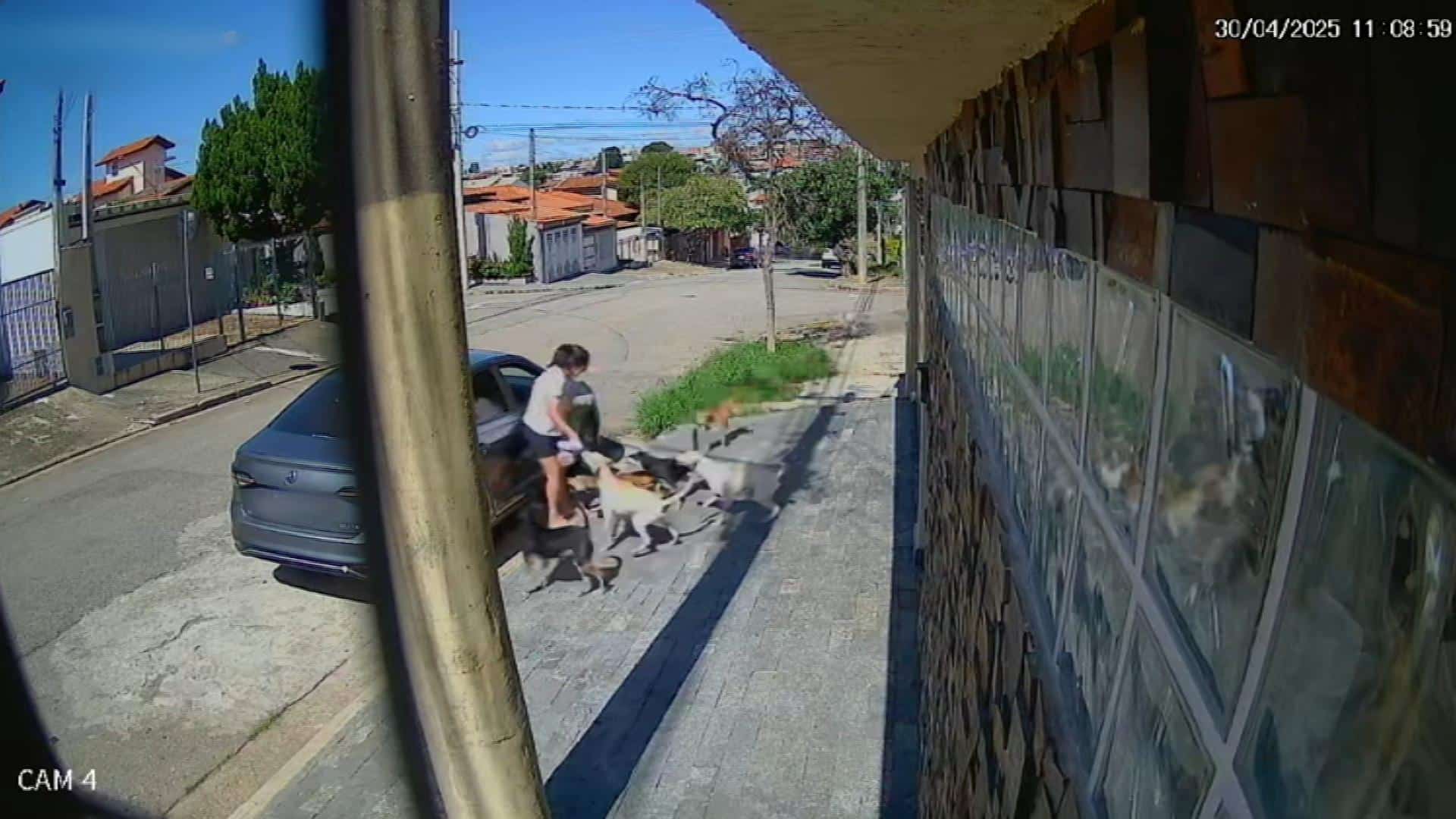 cachorros atacam Sorocaba