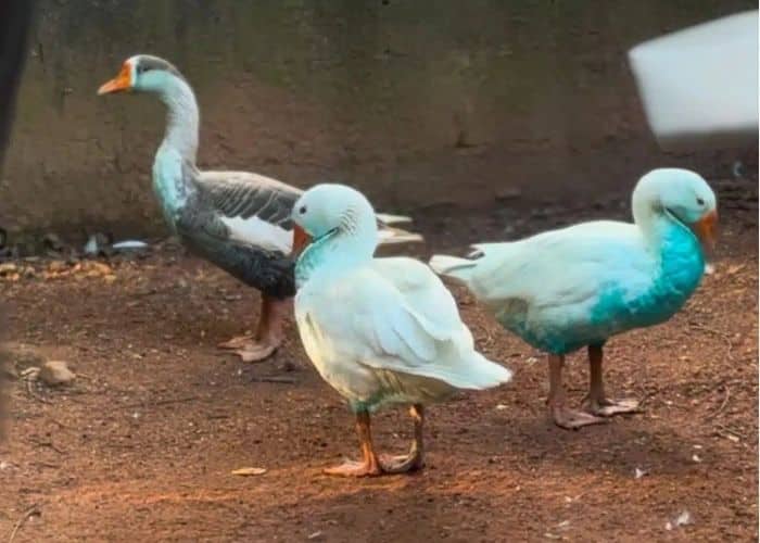 Vazamento de corante em lago de Jundiaí causa morte de peixes e contamina animais