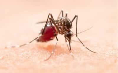 Jundiaí confirma terceira morte por dengue