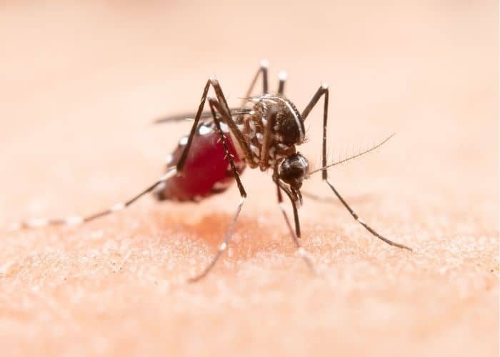 mosquito aedes aegypti