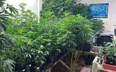 Mais de 260 pés de maconha são apreendidos em residência de Votorantim