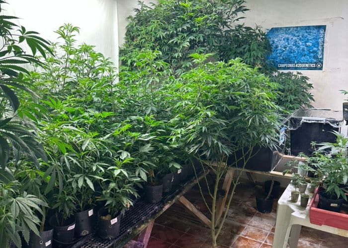 Mais de 260 pés de maconha são apreendidos em residência de Votorantim