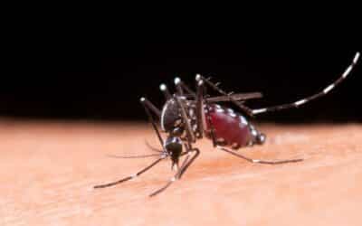 Mais quatro mortes por dengue são confirmadas em Sorocaba