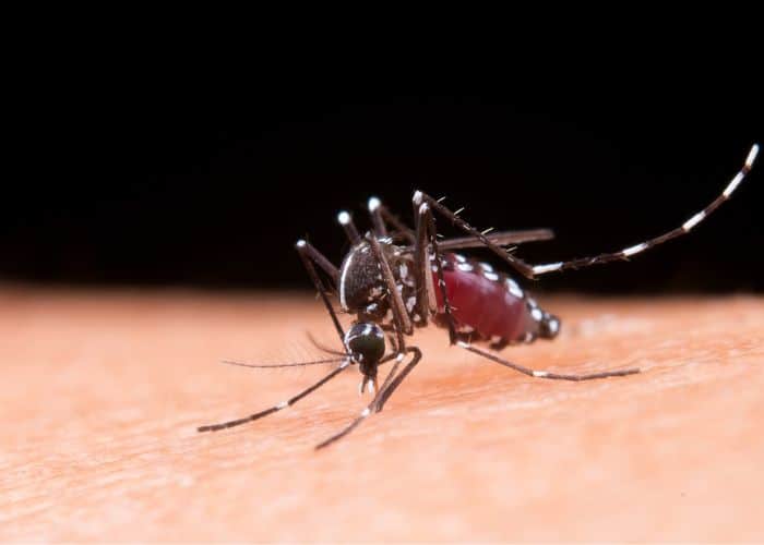 Mais quatro mortes por dengue são confirmadas em Sorocaba