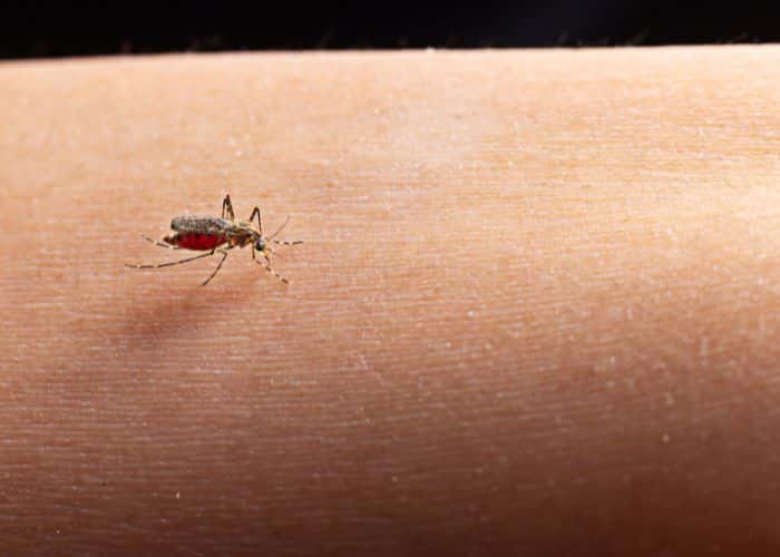 Mais uma morte por dengue é confirmada em Sorocaba