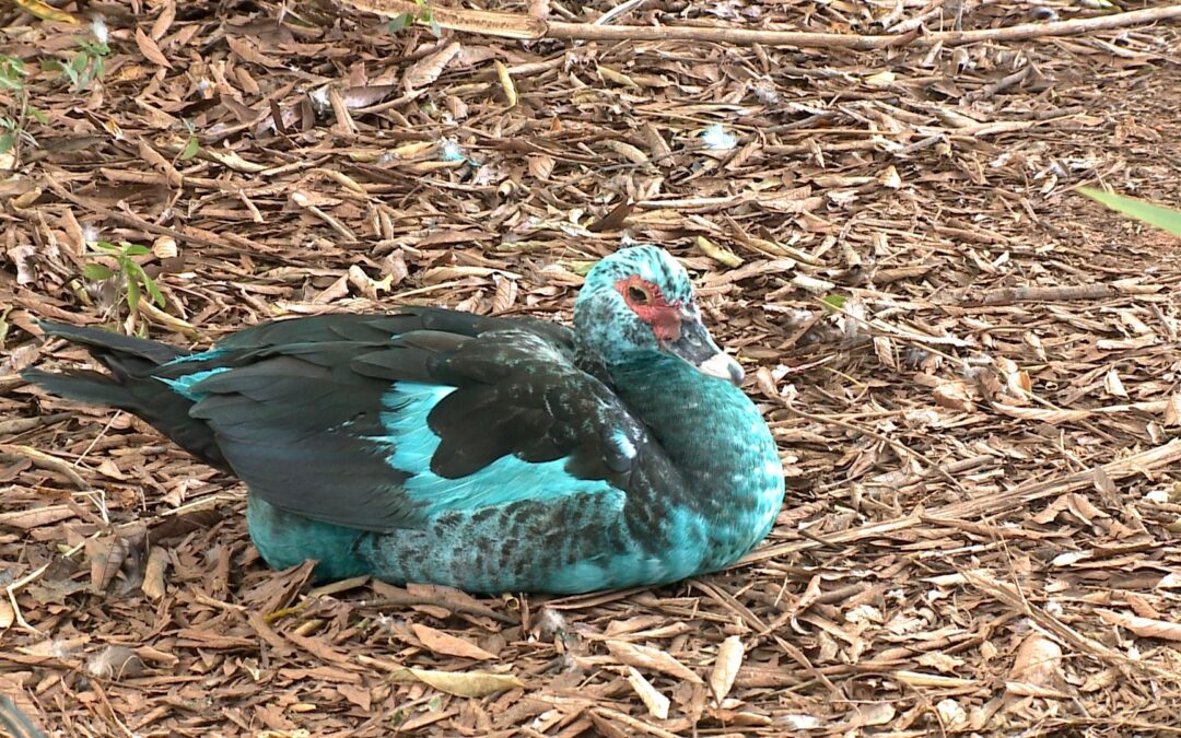 Patos se recuperam após vazamento de corante em Jundiaí