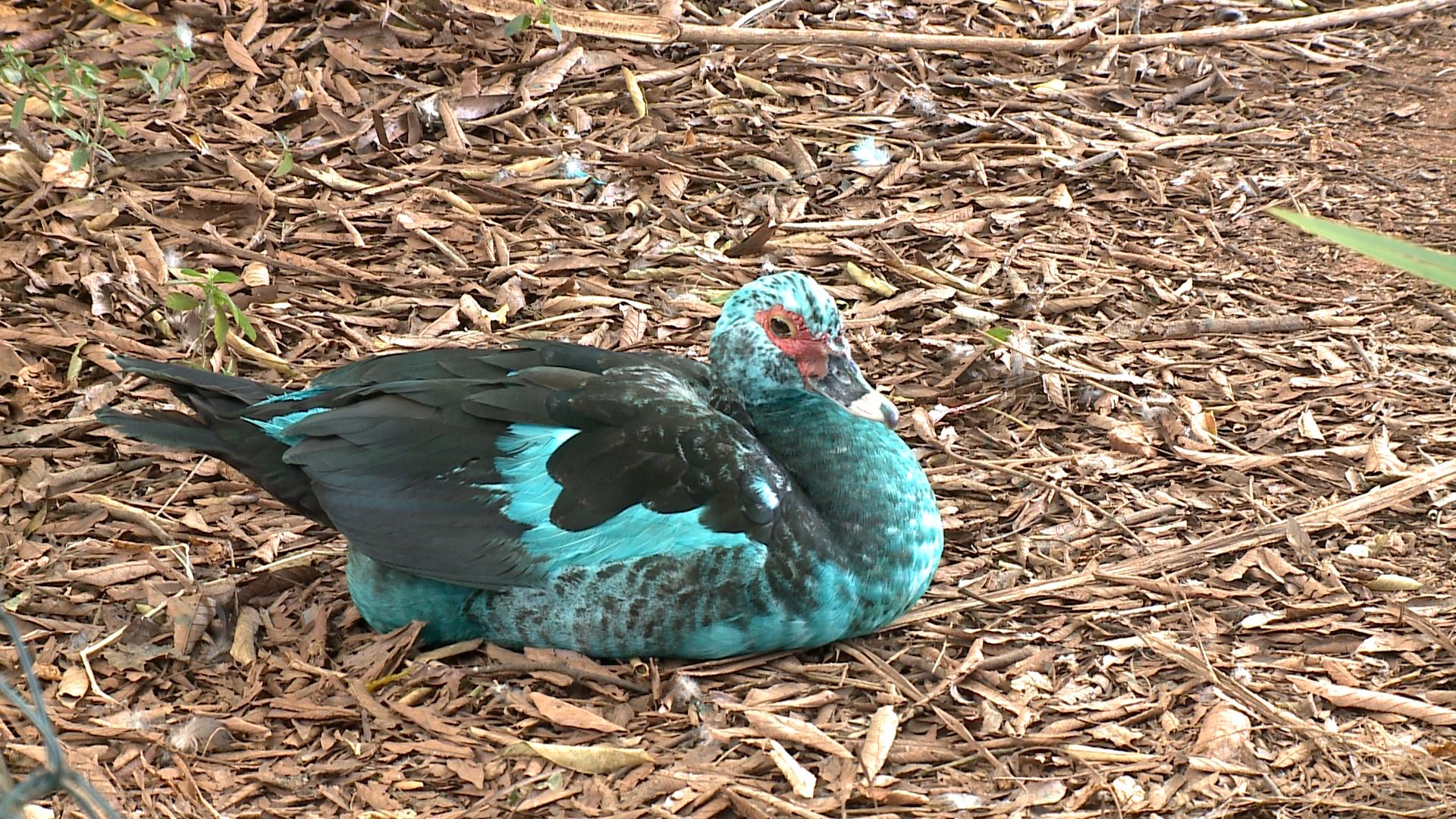 Patos se recuperam após contaminação por corante