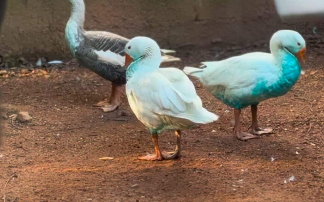 Vazamento de corante em lago de Jundiaí causa morte de peixes e contamina animais