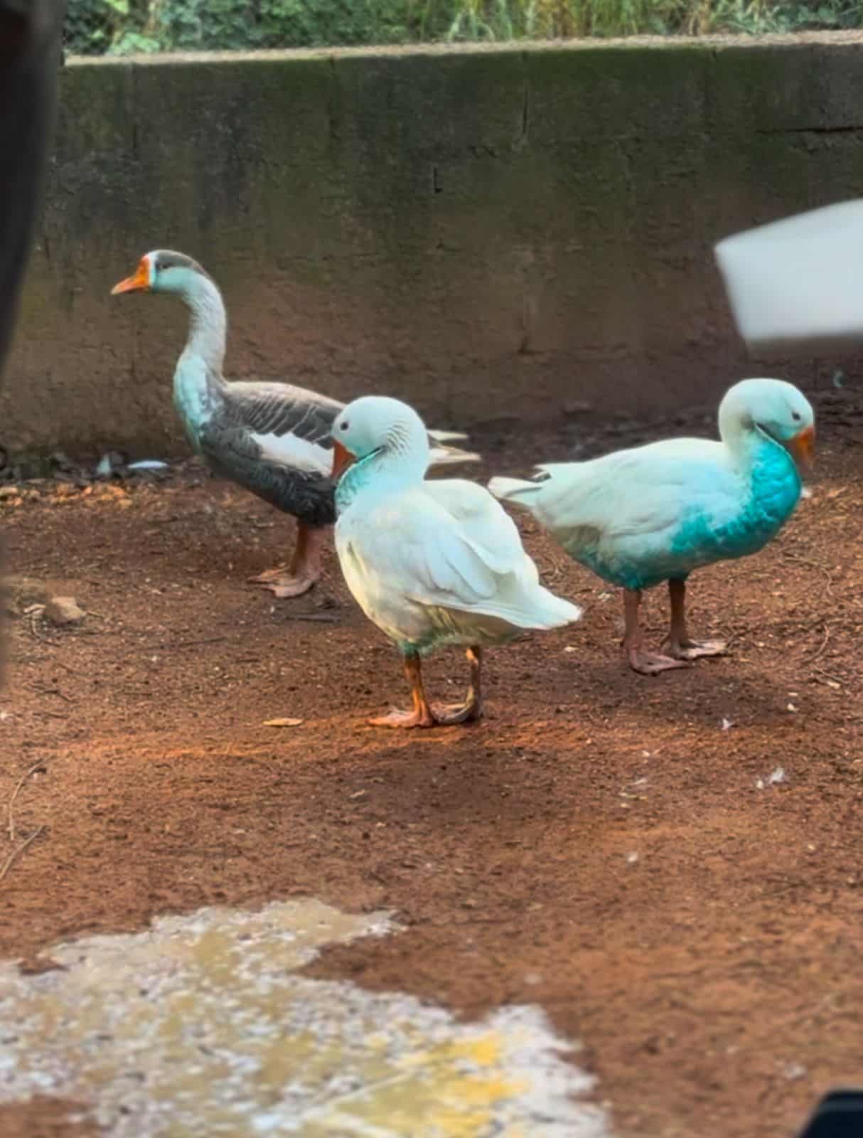 patos corante jundiaí