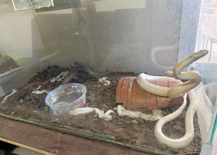 cobras apreendidas em itu