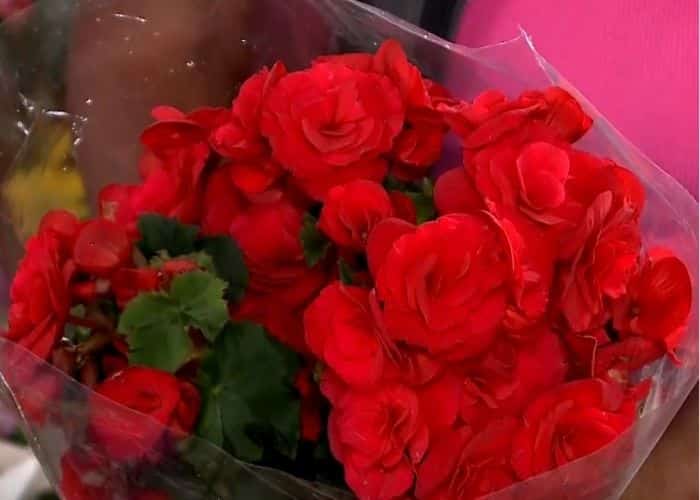 Dia dos Namorados impulsiona venda de flores em Sorocaba