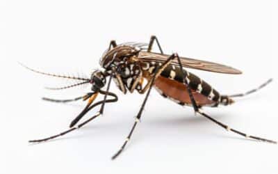 Oito mortes por dengue são confirmadas em Sorocaba nesta segunda (2)