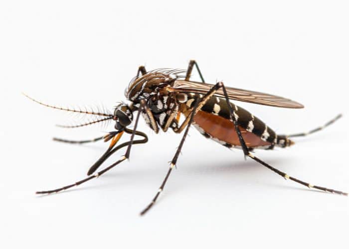 Oito mortes por dengue são confirmadas em Sorocaba nesta segunda (2)