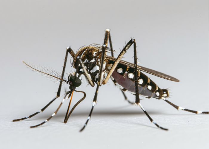 Três mortes por dengue são confirmadas em Sorocaba, nesta terça (24)