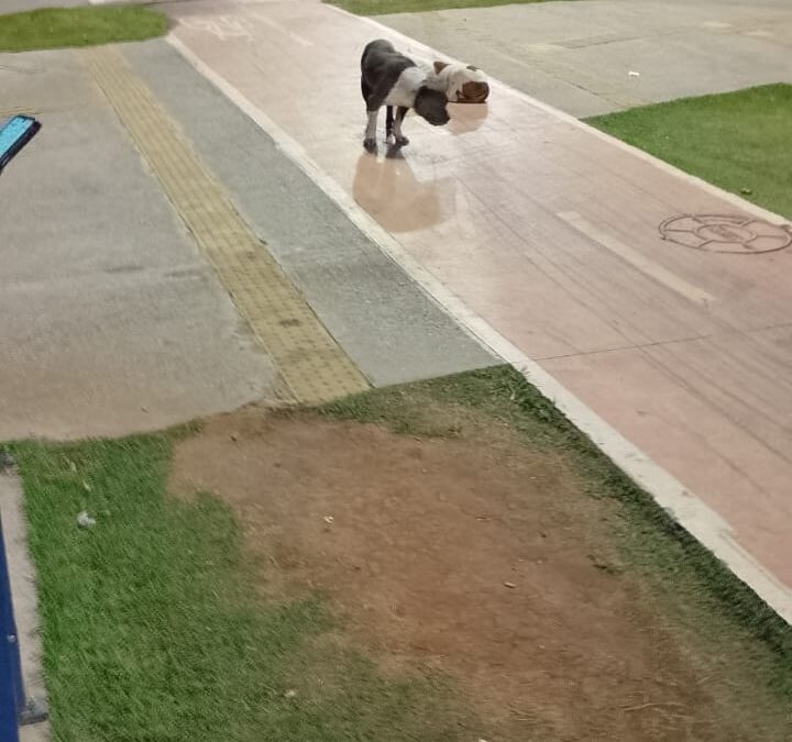 Criança de 7 anos é atacada por pitbulls em Sorocaba