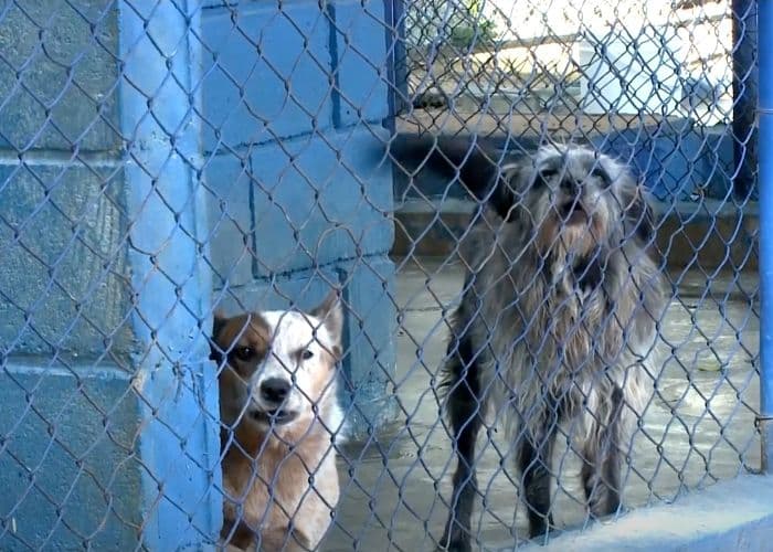 Inscrições para voluntários no canil municipal de Sorocaba abrem nesta segunda-feira (16)