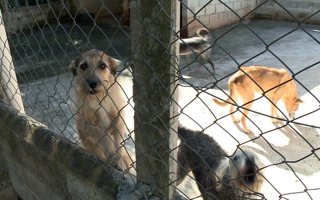 Jundiaí incentiva adoção de cães idosos com veterinário gratuito