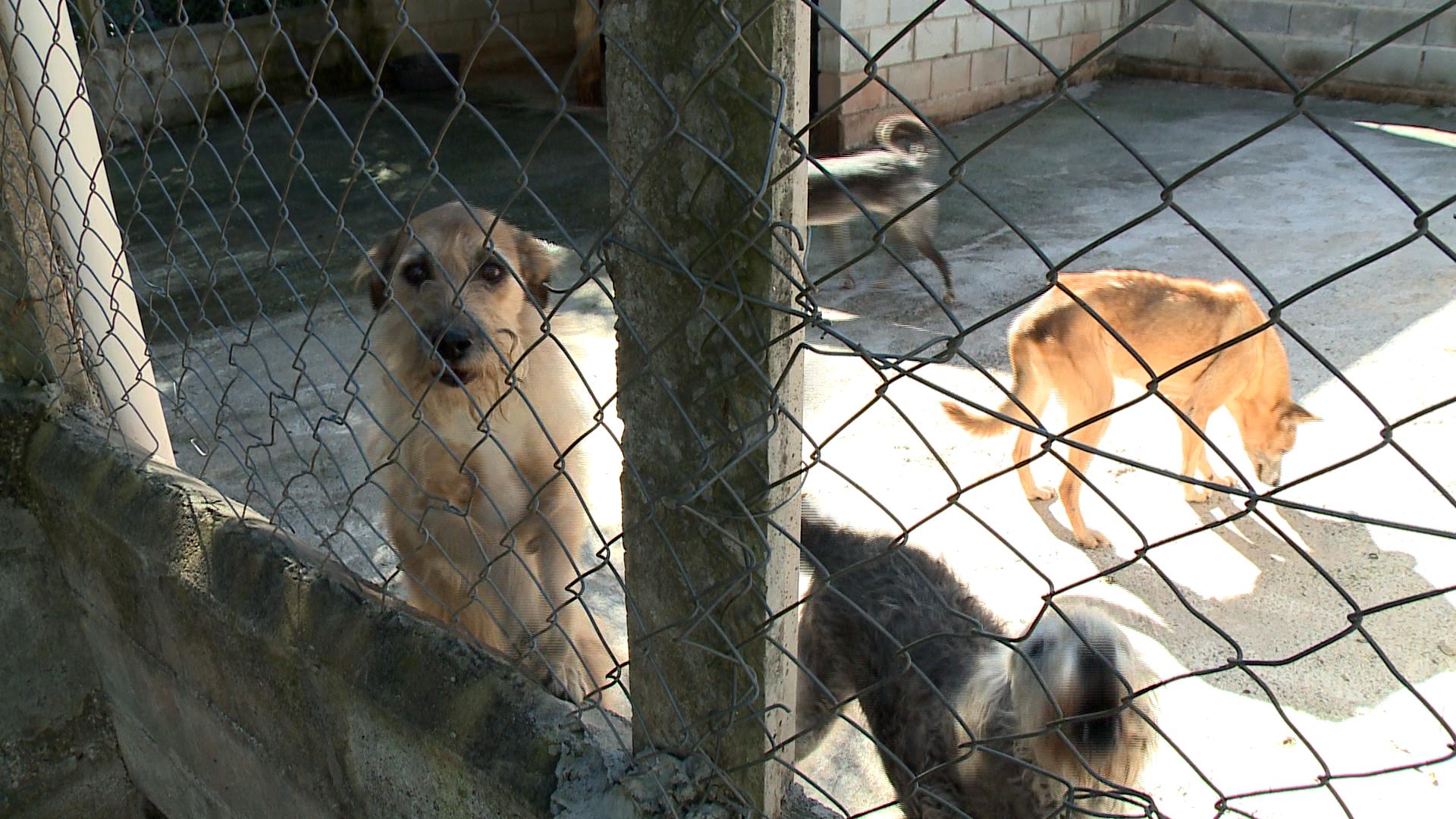 Projeto para ado&ccedil;&atilde;o de animais mais velhos ou com problemas de sa&uacute;de em jundia&iacute;