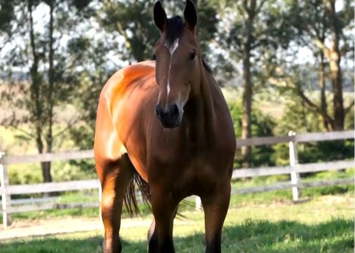 Haras de Salto de Pirapora clona primeiro cavalo da raça Brasileiro de Hipismo