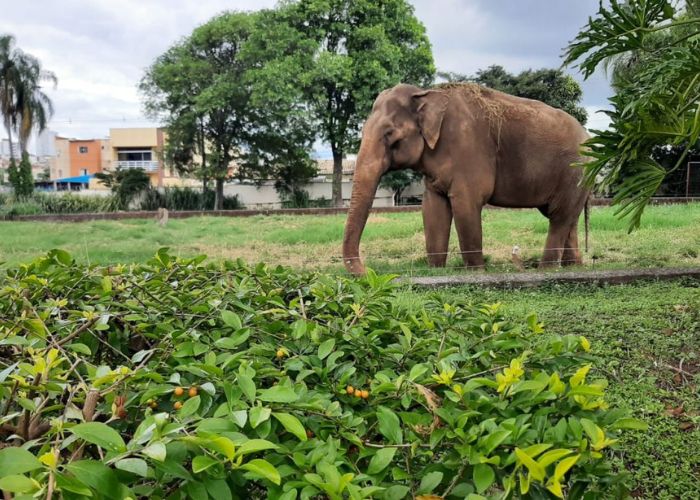 Elefante Sandro no seu recinto no zool&oacute;gico de Sorocaba