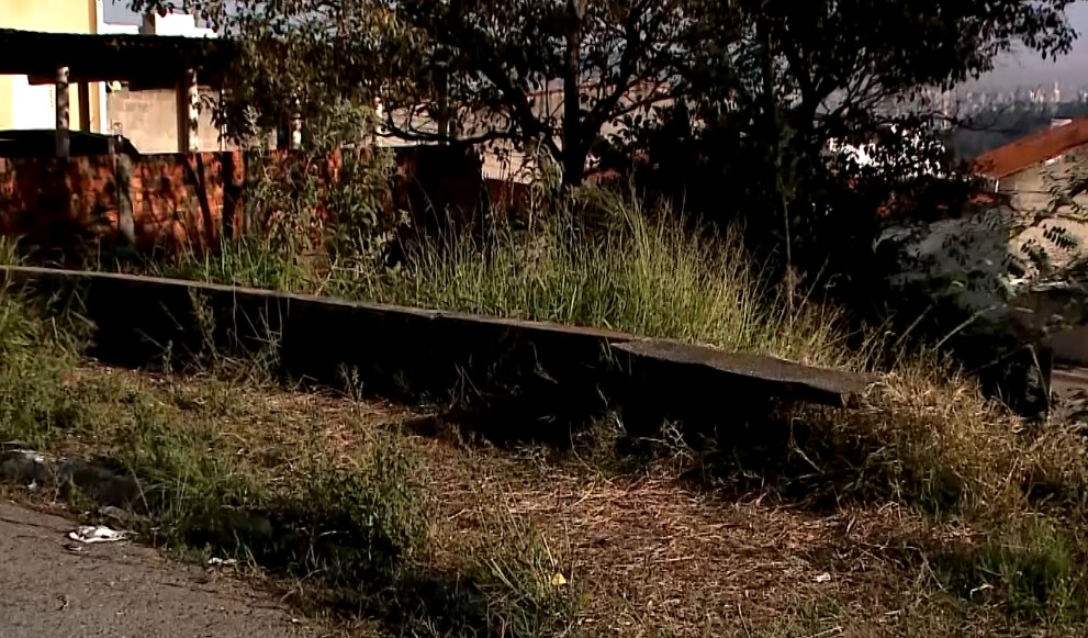 Imagem do mato alto.