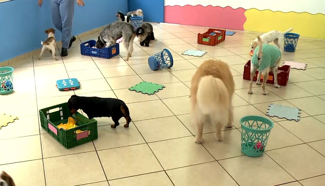 Cachorros em hotel para pets.