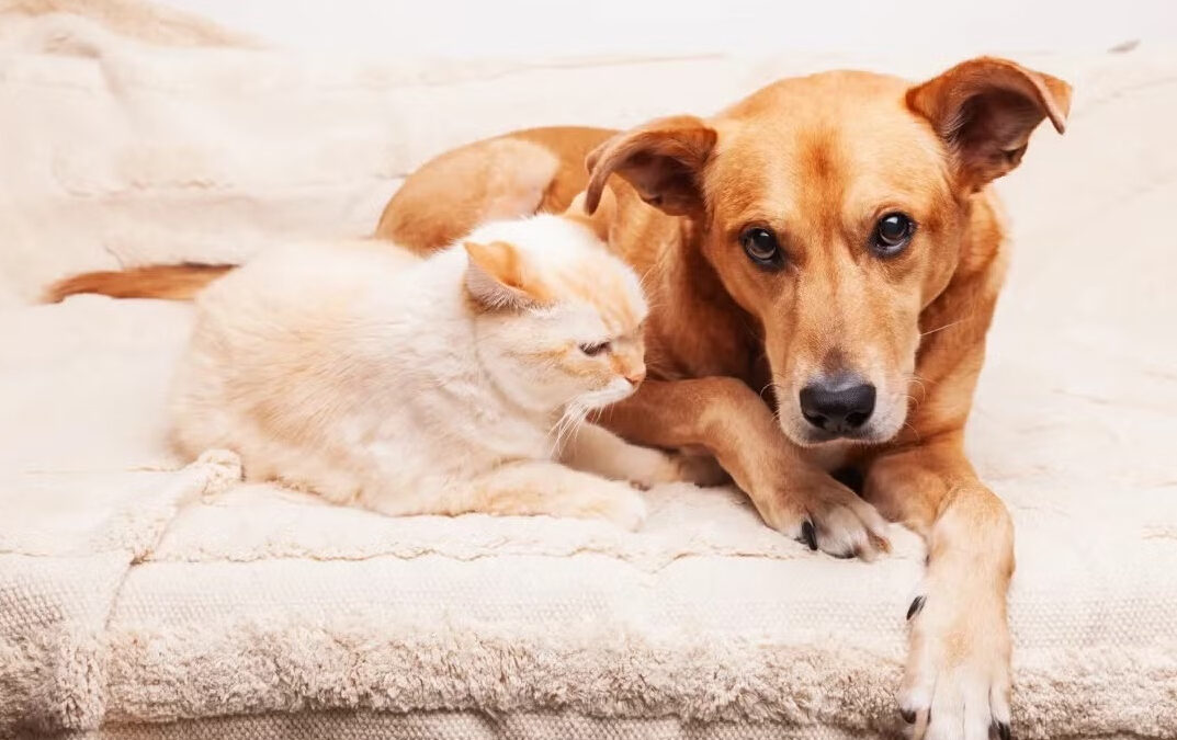 Itapetininga promove mutirão de castração com 200 vagas para cães e gatos