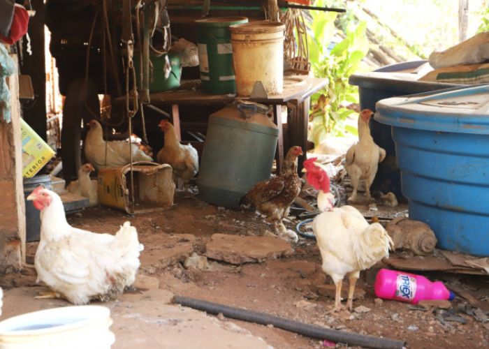 Gripe aviária confirmada em condomínio de Sorocaba
