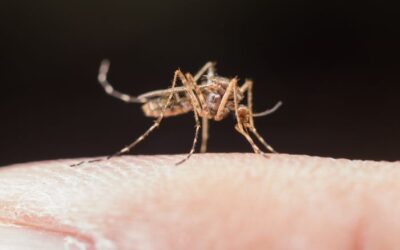 Sorocaba realiza ações no Dia D Nacional contra a dengue neste sábado