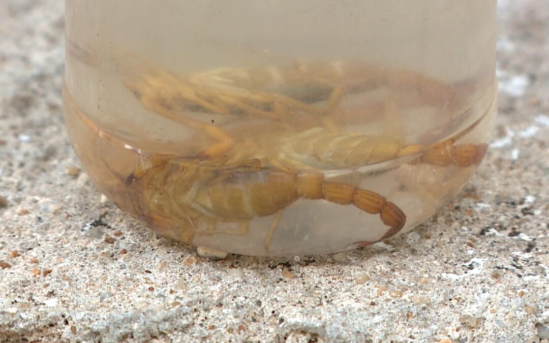 Moradores da Vila Haro enfrentam infestação de escorpiões e cobram providências